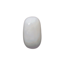 Picture of White Coral